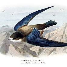Needle-tailed swift