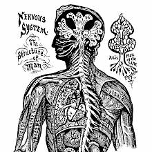 Anatomical plate showing the écorché torso of a man seen from behind with internal organ apparent