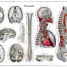 Anatomical plate showing the nervous system with details of the brain, spine, etc