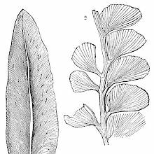 Neuropteris Hirsuta & Adiantites Lindseæformis