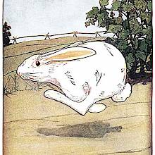 A scared Peter Rabbit runs flat out on a country road