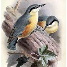 Eurasian nuthatch