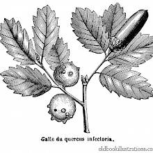 Oak Gall