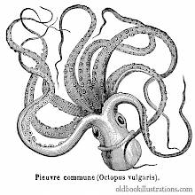 Common Octopus