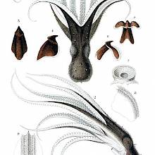 Octopus Vulgaris