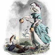 An opium poppy is depicted as a woman sprinkling poppy seeds from seedpods over insects