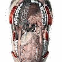 Anatomical preparation showing the inside of the mouth with the nerves made visible