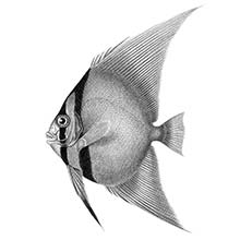 The orbicular batfish is a fish in the family Ephippidae commonly found around reefs