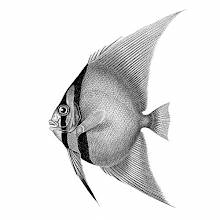 The orbicular batfish is a fish in the family Ephippidae commonly found around reefs