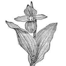 Cypripedium Reginae
