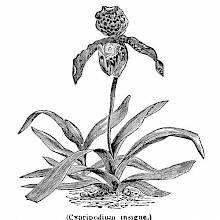 Paphiopedilum Insigne