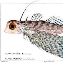 Oriental flying gurnard (Dactyloptena orientalis), a fish in the family Dactylopteridae
