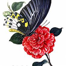 Plate showing Ornithoptera priamus on the blossom of a red flower