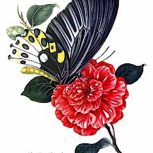 Plate depicting Ornithoptera priamus, a butterfly in the family Papilionidae, perched on the blossom of a red flower