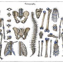 Anatomical plate showing the human skeleton and detail views of the spine, pelvis, etc.