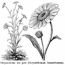 Oxeye Daisy