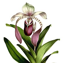 Paphiopedilum lowii (syn. cypripedium lowii) is a plant in the family Orchidaceae