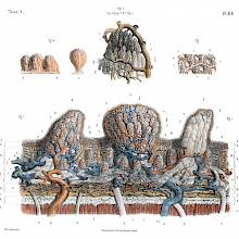 Plate showing the microscopic anatomy of the tongue with its layered structure and papillae