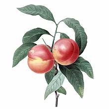 Stipple engraving from a watercolor original showing a leafy twig bearing two rosy peaches
