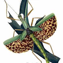Plate depicting a Phasma gigas as it eats leaves