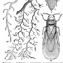 Grape Phylloxera