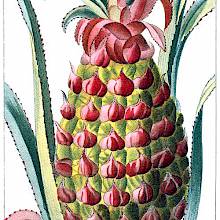 Pineapple fruit. The pineapple is plant native to South America