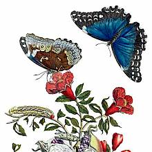 Pomegranate and butterflies