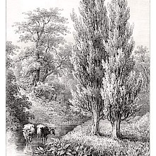 View of two poplars growing on the bank of a shallow stream in which two cows can be seen.