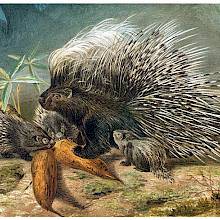 An adult porcupine and three juveniles are about to feast on roots