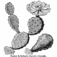 Prickly Pear