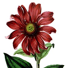 The purple coneflower (Echinacea purpurea) is a plant in the family Asteraceae