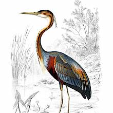 Purple heron seen from the side standing on the bank of a pond dotted with clumps of reeds and water lilies