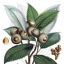 Botanical plate showing a branch of Quercus lamellosa with leaves and acorns