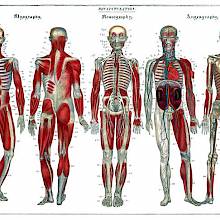 Anatomical plate showing the human muscle structure and circulatory and nervous systems