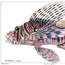 Plate showing a red Lionfish (Pterois volitans), a venimous fish in the family Scorpaenidae
