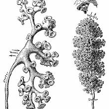 Difference in the structure of renal Pelvis and Calyces between cows and seals