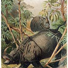 An Indian rhinoceros is charging through young palm trees in the jungle