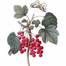 Stipple engraving showing a branch of redcurrant with bunches of fruit, leaves, and a butterfly