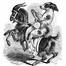 A dog holds the reins of the rearing up goat he is riding while looking sideways at the viewer