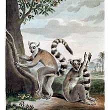 Engraving of two ring-tailed lemurs, a species of primate in the family Lemuridae with fluffy tails