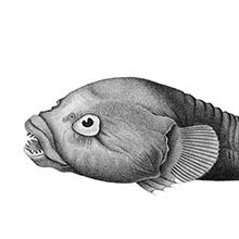 The rocksucker (Chorisochismus dentex) is a fish in the family Gobiesocidae