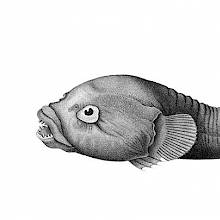 The rocksucker (Chorisochismus dentex) is a fish in the family Gobiesocidae