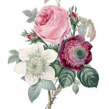Bouquet that consists of a bloom and buds of a pink rose, a white anemone, and a purple clematis