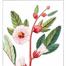 Roselle branch with buds, flowers, and leaves. this plant is a species of hibiscus