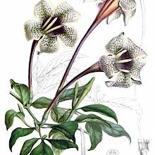 Hand-colored lithograph showing the flowers and leaves of Rothmannia longiflora, a shrub in the family Rubiaceae