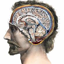 Head of a man seen from the side, showing a cross-section of the brain along the sagittal plane