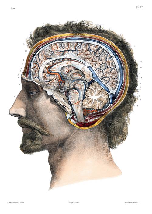 Head of a man seen from the side, showing a cross-section of the brain along the sagittal plane