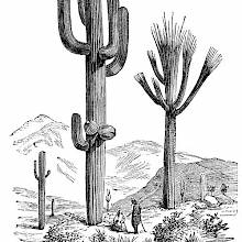 saguaro