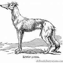 Saluki