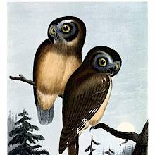 Two northern saw-whet owls are sitting on a branch in a landscape of coniferous woodland